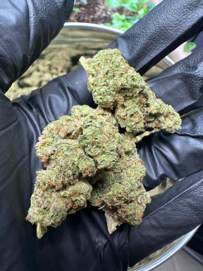 Shopping THCA Flower 2024: Sativa Effects Explained