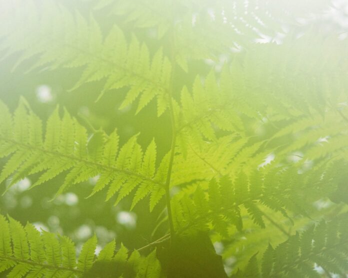 discovering-the-best-holistic-hemp-thca-solutions.jpg Discovering the Best Holistic Hemp THCA Solutions