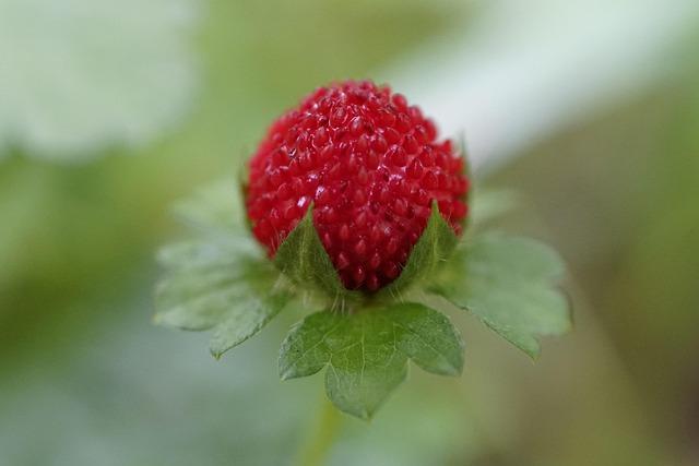 premium-outdoor-indica-top-shelf-thca-flower.jpg Premium Outdoor Indica: Top-Shelf THCA Flower