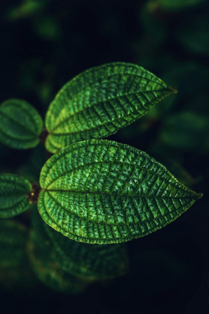 The Best Plant-Based THCA Therapy: Natural Paths