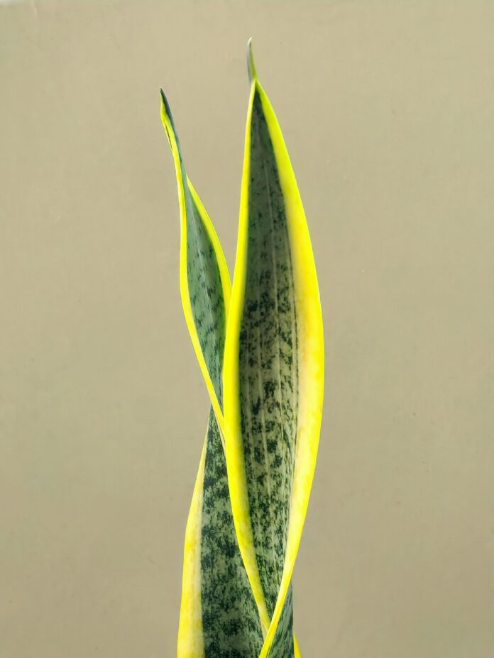 farm-fresh-hybrid-thca-buds-fruity-nighttime-relief.jpg Farm-Fresh Hybrid THCA Buds: Fruity Nighttime Relief