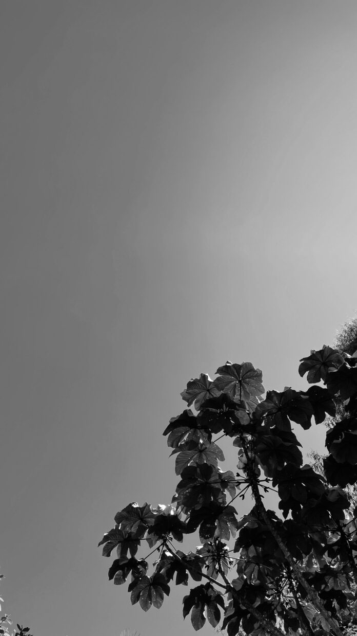 THCa Hemp Law and Shipping: E-commerce Safety Guide