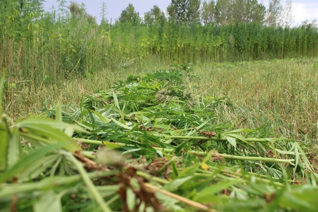 Hemp Harvest: Where to Buy THCa in Bulk Online