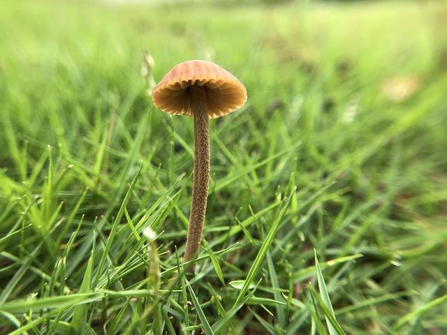 gassy-gems-new-rare-thca-strains-under-40.jpg Gassy Gems: New Rare THCA Strains Under $40