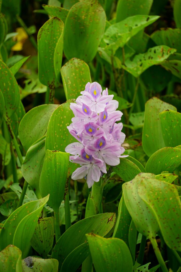 Outdoor-Grown THCa Flower: Smart Bulk Deals