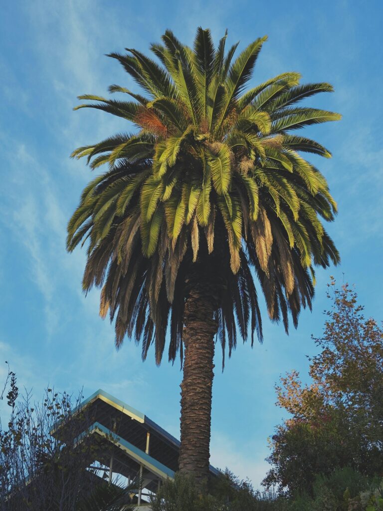 THCa in California: A Neutral 2025 Legal Guide