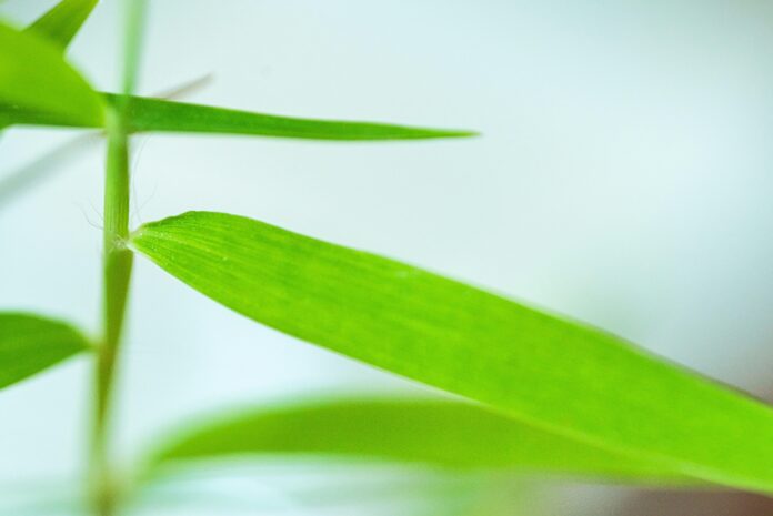 healing-power-hemp-derived-thca-benefits-explained.jpg Healing Power: Hemp-Derived THCA Benefits Explained