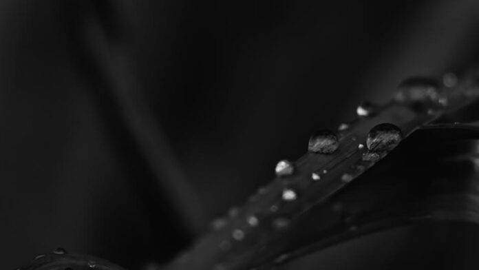 Understanding THCA: A Complete Guide to How It Works