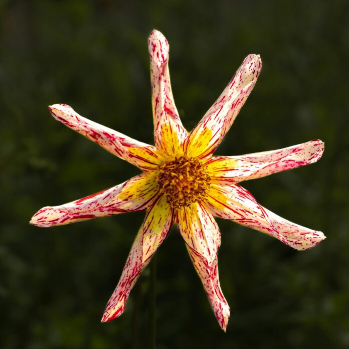 where-to-buy-outdoor-grown-thca-flower-in-legal-states.jpg Where to Buy Outdoor-Grown THCa Flower in Legal States