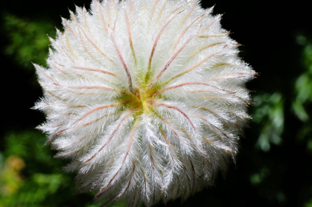 A Guide to Top THCA Flower Strains in Legal States