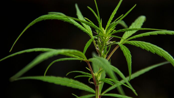 Medicinal Hemp-Derived THCa: Rethinking Pain Relief