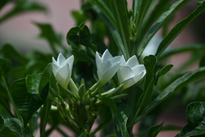 top-thca-sativa-flower-strains-for-reliable-shipping.jpg Top THCa Sativa Flower Strains for Reliable Shipping