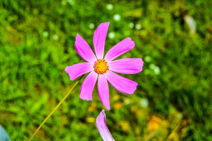 finding-legal-thca-flower-near-me-law-update.jpg Finding Legal THCA Flower Near Me: Law Update