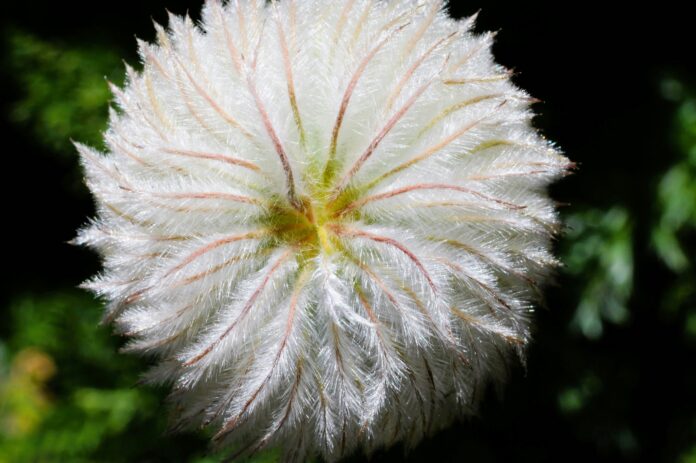 Top Indoor THCA Flower Strains Near You – Best Rated