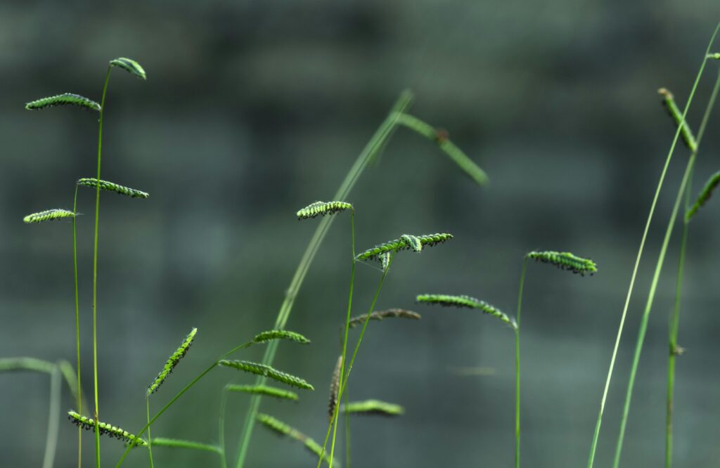 Unlocking Hemp-Derived THCA: Key Benefits Explained