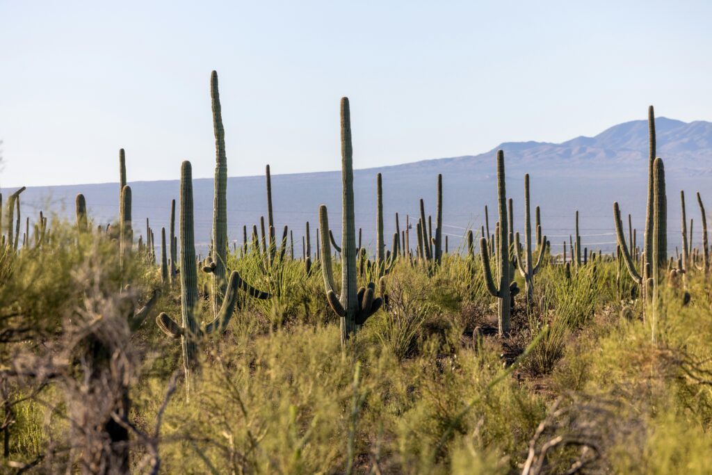 Navigating Arizona’s Hemp and THCA Legal Landscape