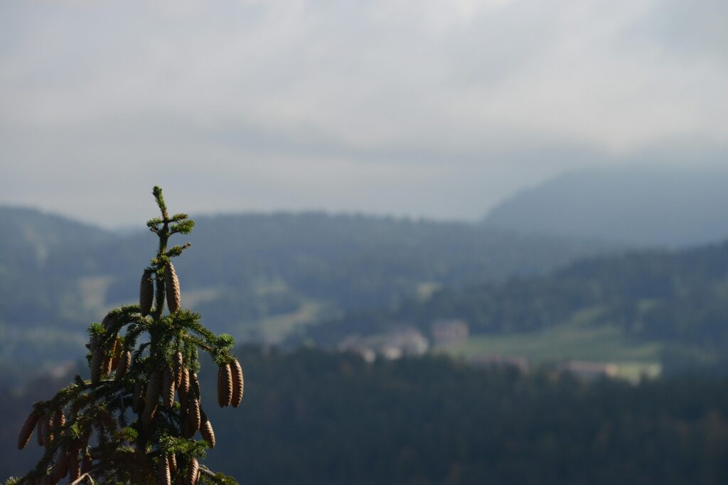 High-Terpene 1g THCA Preroll with Glass Tip: Expert Review