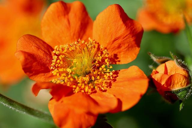 small-batch-hybrid-thca-buds-fruity-strain-reviews.jpg Small-Batch Hybrid THCA Buds: Fruity Strain Reviews