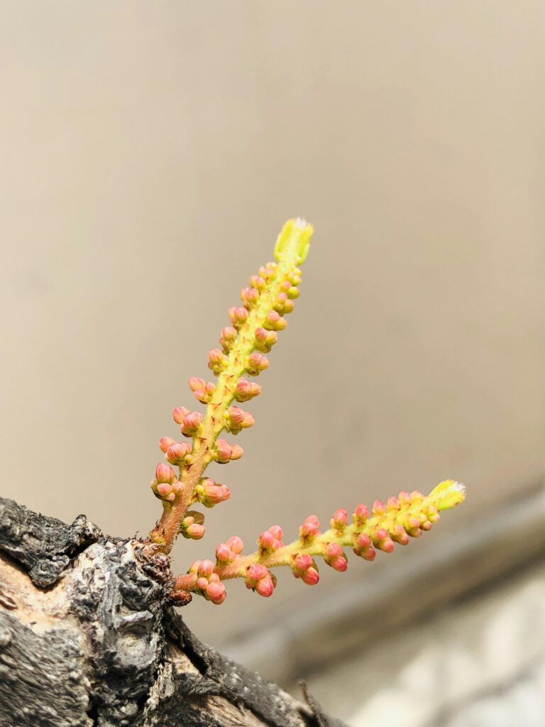 Hybrid THCA Buds: Gassy Terpenes and Effects