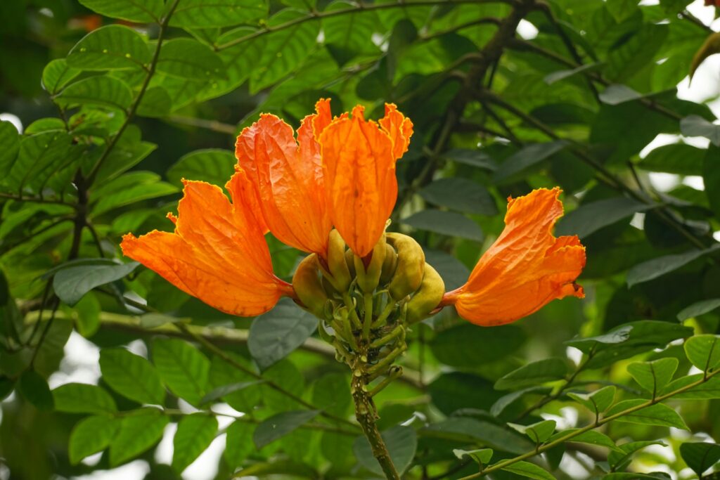 Gassy Indica THCA Flower: Terpenes for Connoisseurs