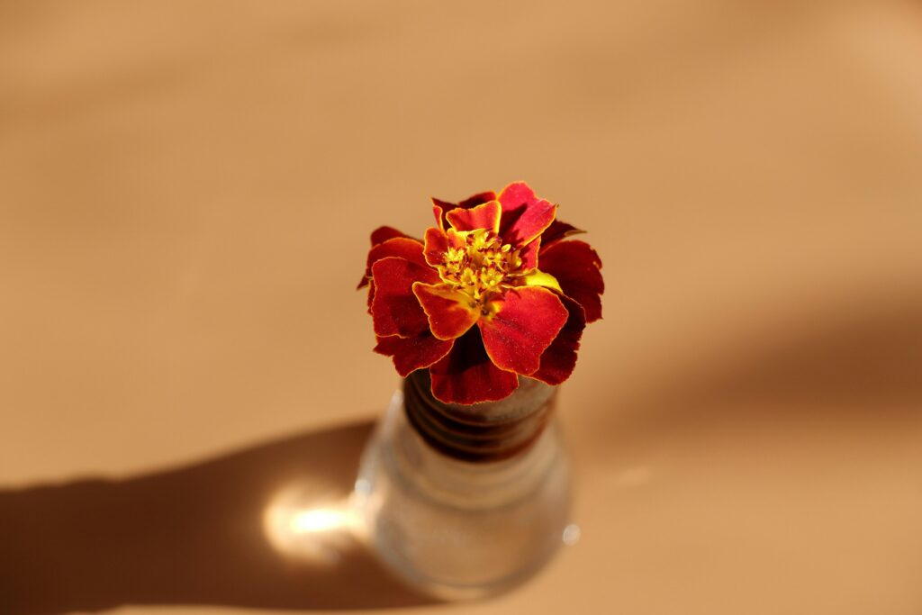 High-Potency Craft Rosin: Bulk THCa Pricing Guide