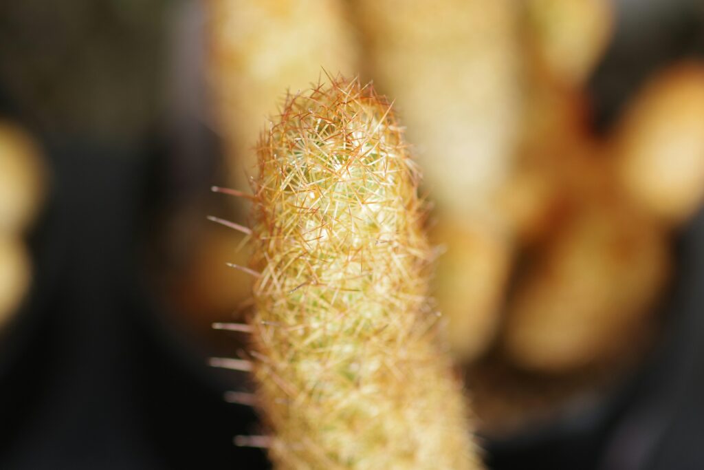 Hybrid THCA Buds Featured: Limited Drop Now