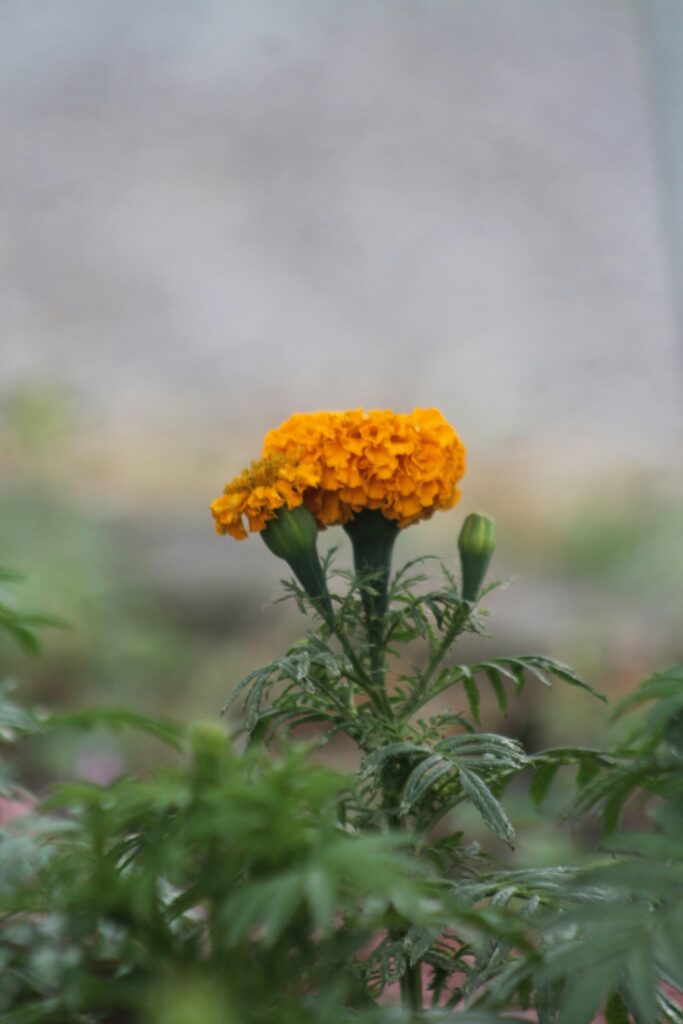 Exploring Sativa THCA Flower: Effects & Review