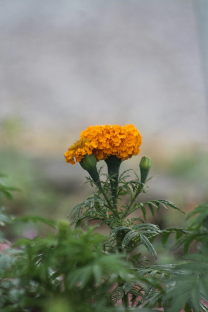 Exploring Sativa THCA Flower: Effects & Review