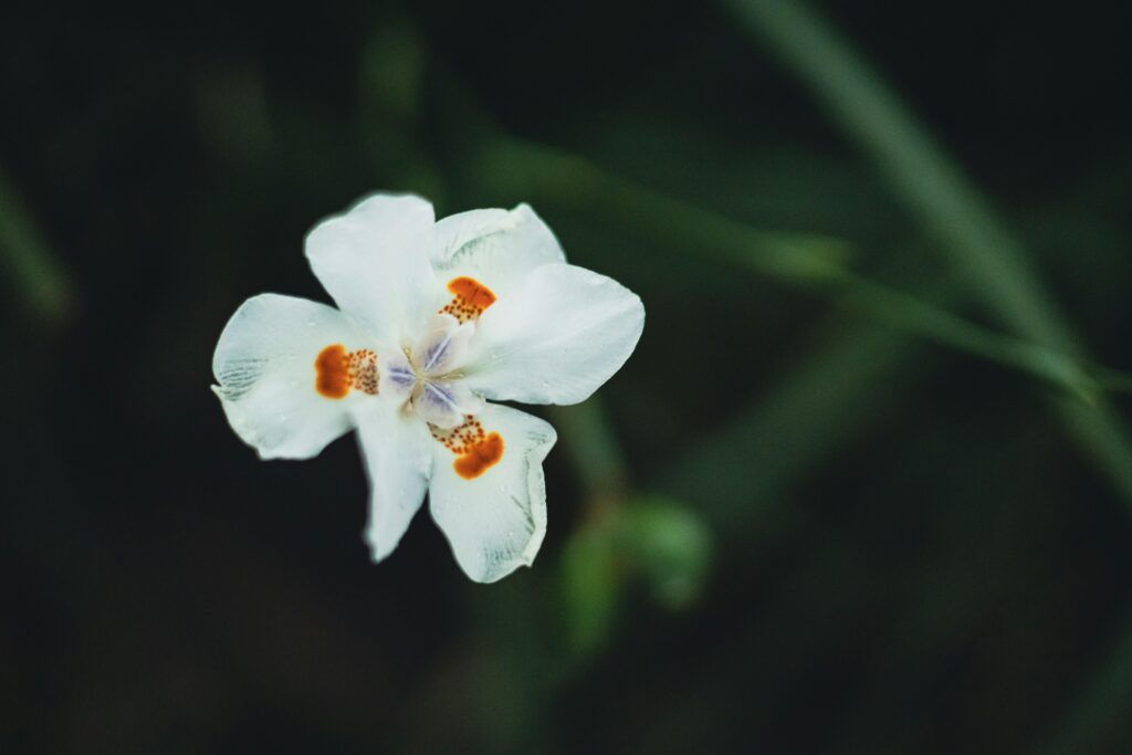 High-Potency THCa Flower Review for Sleep Support