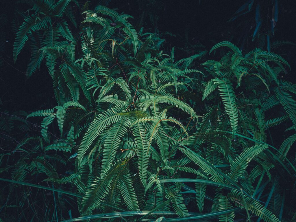 Elevated Rarities: Top-Shelf THCA High-Potency Strains