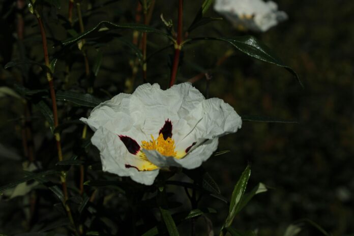 Best THCa Flower Strains for Sleep: Indoor & Outdoor