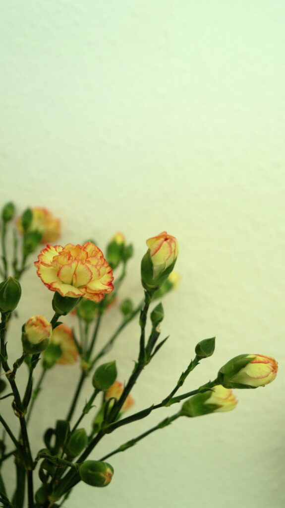 Top THCA Flower Strains: High-Potency, Same-Day