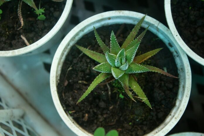 Plant-Based THCA Therapy: A Novel Botanical Approach