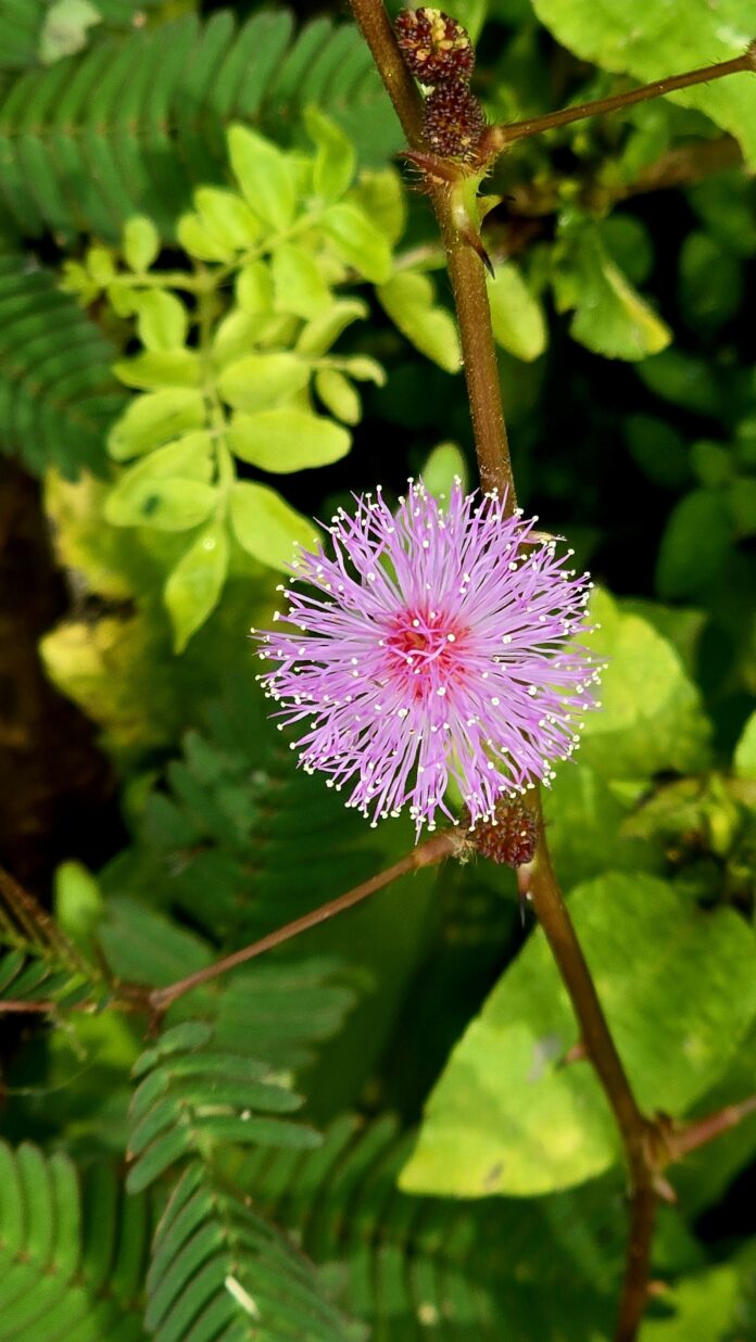 sourcing-bulk-thca-flower-and-edibles-by-state-rules.jpg Sourcing Bulk THCa Flower and Edibles by State Rules