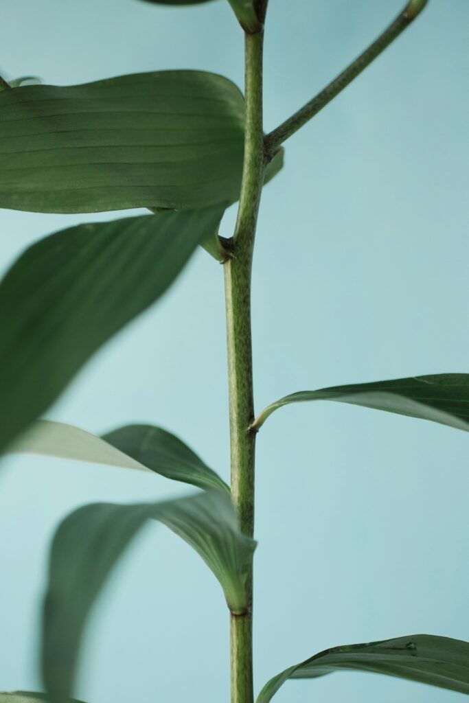 Hybrid THCA Buds: Gassy Terpenes Inspiring Calm Creativity