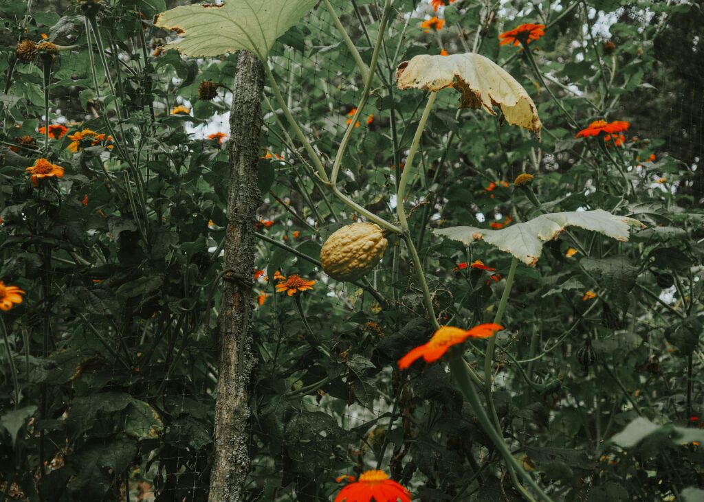 Customer Favorites: High-Terpene THCA Holiday Bundle