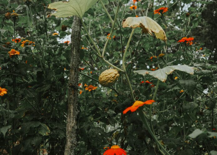 Customer Favorites: High-Terpene THCA Holiday Bundle