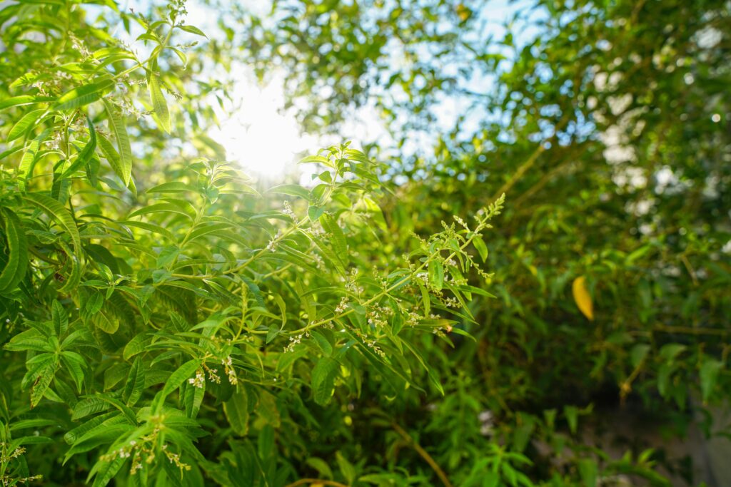 Best THCA Outdoor Sativa Strains with Same-Day Delivery