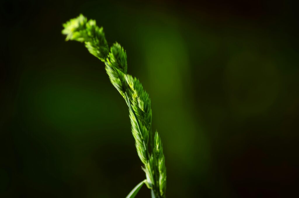 Organic Hemp-Derived THCA: Natural Pain Relief