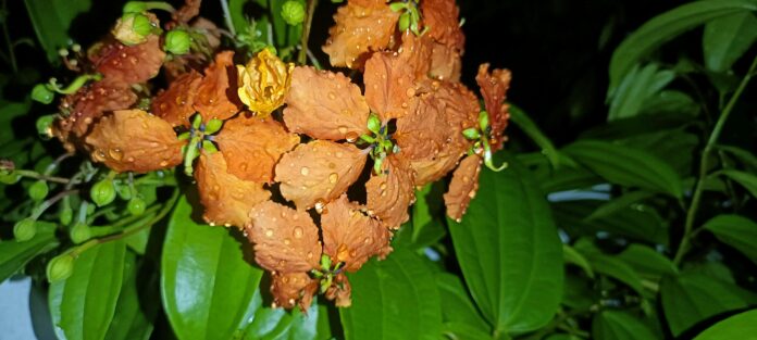 outdoor-thca-power-best-high-potency-flower-strains.jpg Outdoor THCA Power: Best High-Potency Flower Strains