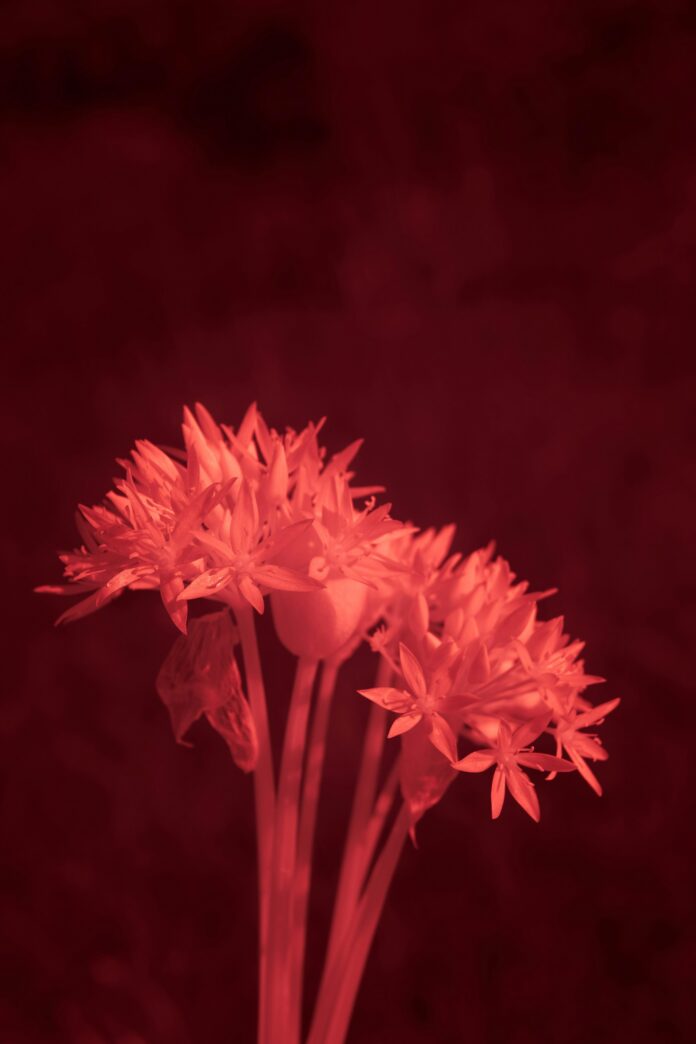 Same-Day Review: Best THCa Flower Strains Tested