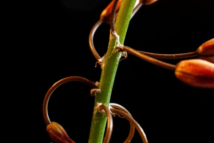 Hybrid THCA Buds: Fruity Profile for Creative Spark