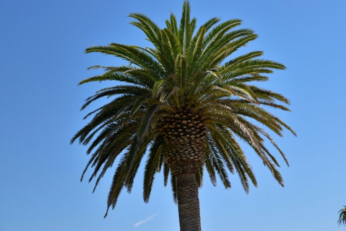 THCA in California 2025: Your Clear Legal Guide