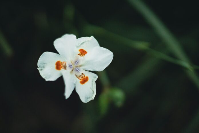 Top-Rated THCA Flower to Buy in 2024: A Guide