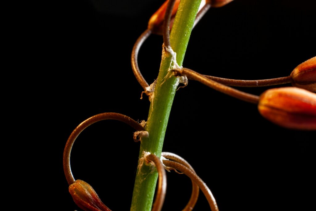 Featured Drop: Hybrid THCA Buds for Night Relief Under $40